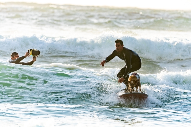Canva - Surfer Surfing with his Surfer Dog